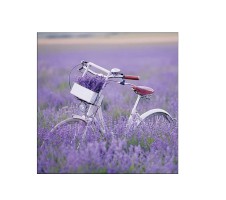 Serviette "Bike in Lavender Field" 33 x 33 cm 20er Packung